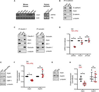 The Arp2/3 Inhibitory Protein Arpin Is Required for Intestinal Epithelial Barrier Integrity